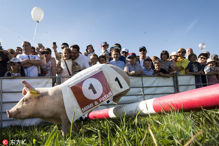 Tại cuộc triển lãm này, họ đã tổ chức sự kiện “Pig Run” - một cuộc đua lợn thu hút sự chú ý của người tham dự.