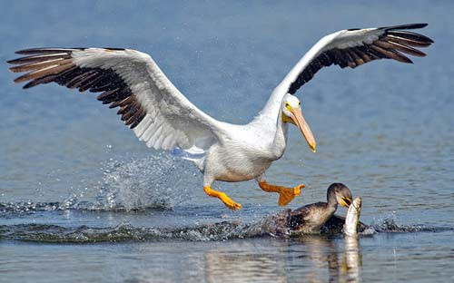 Chim bồ nông chủ yếu ăn cá. Ngoài ra nó còn ăn rùa, nòng nọc và các loài giáp xác. Những con bồ nông đói thậm chí còn tấn công và ăn thịt cả chim mòng biển.