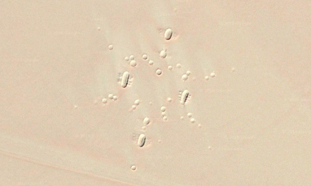 Hình ảnh vật thể lạ được phát hiện vào ngày 26/7/2016 ngay trên sa mạc Ardah, Saudi Arabia. Nguồn ảnh: Ufosightingsdaily.