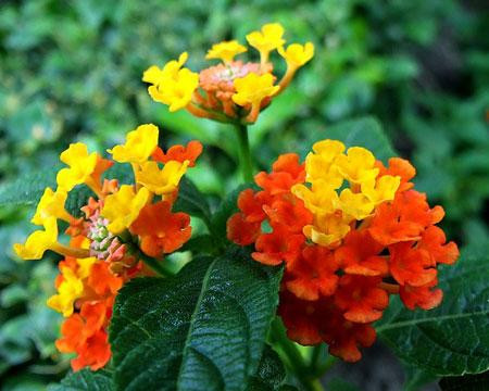 Hoa ngũ sắc. Hoa ngũ sắc có nhiều màu khác nhau và có mùi hăng hắc gần giống hoa vạn thọ, do đó giúp xua đuổi muỗi trong vườn nhà.