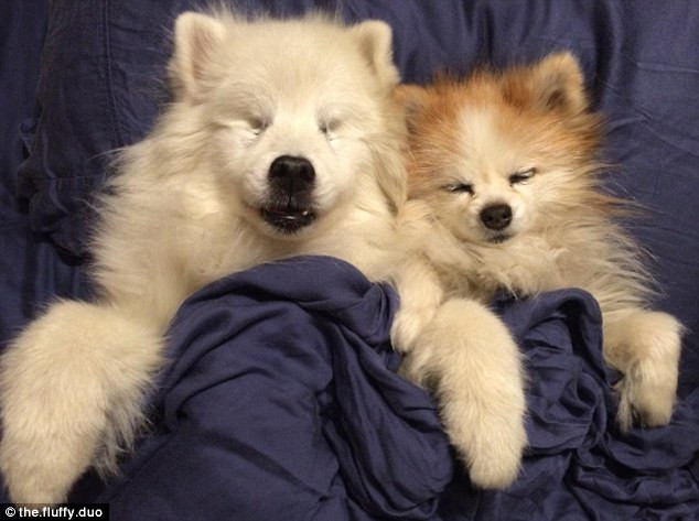Chú chó có tên là Hoshi, giống Huskies có đôi mắt bị mù. May mắn thay, nó có một “người bạn nhỏ” của mình, tên là Zen