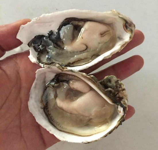 Hàu có thể đạt độ dài từ 7,6cm - 35,5cm và nặng từ 48g - 198g. Nó có vỏ cứng, thô ráp bằng canxi, có màu xám trắng. Hàu có tim 3 ngăn và đặc biệt, máu của nó không có màu.