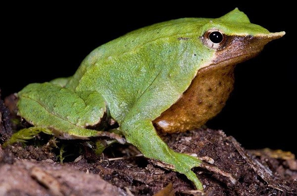 Ếch darwin. Để bảo vệ trứng và bảm đảo nòng nọc không bị đe dọa từ nhiều mối nguy hiểm trong giới tự nhiên, ếch darwin bố đã mang trứng và nuôi con nòng nọc bên trong một chiếc túi đặc biệt gần bụng có tác dụng như lồng ấp. Sau 60 ngày khi ếch con đã phát triển hoàn chỉnh, ếch bố sẽ đẩy chúng ra từ miệng để bắt đầu cuộc sống tự lập.