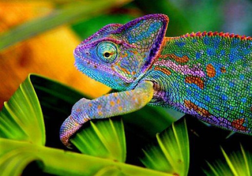 Tắc kè hoa có đôi mắt độc nhất vô nhị, có thể nhìn hai hướng khác nhau cùng một lúc. Hai mắt của nó có thể di chuyển độc lập với nhau. Điều này cũng đồng nghĩa, tắc kè hoa có tầm quan sát đủ 360 độ.