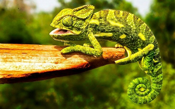 Tắc kè hoa có 2 -3 ngón ở mỗi chân giúp chúng bám chắc vào các cành cây trong khi di chuyển. Chúng cũng sử dụng chiếc đuôi của mình để bám vào cành cây khi di chuyển và giữ thăng bằng khi cần thiết.