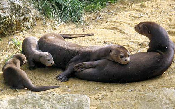 Rái cá khổng lồ bơi và lặn rất giỏi do chân của nó ngắn, có màng và đuôi dẹt. Chúng có thể bơi với vận tốc 14km/h và bơi được một đoạn 100m chỉ trong 30 giây.