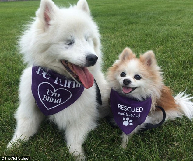 Tờ Daily Mail của Anh đưa tin, một tài khoản có tên The Fluffy Duo trên mạng xã hội Instagram đã ghi lại cuộc sống hàng ngày “không thể tách rời” của hai chú chó đặc biệt.
