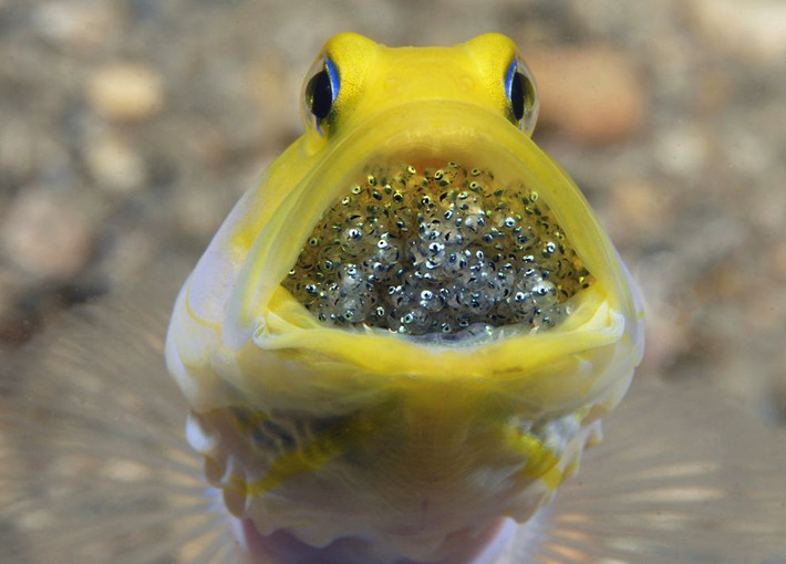 Đây là một con cá Jawfish đực đang ấp trứng bằng miệng.