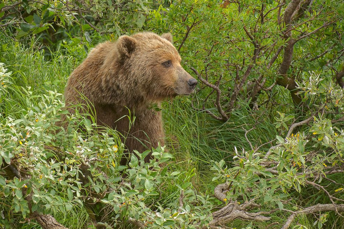 Một chú gấu nâu Alaska ngơ ngác tại Vườn Quốc gia hồ Clark.
