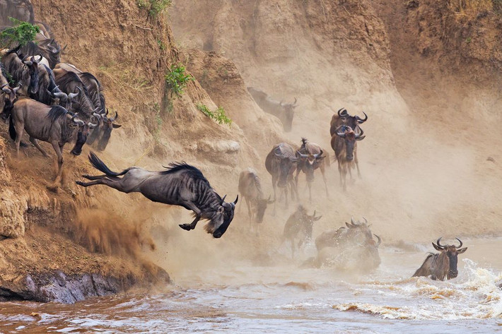 Bức ảnh được chụp ở Kenya tại khu bảo tồn Maasai Mara mô tả quá trình di cư tích cực của một loài linh dương.