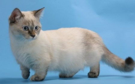3. Mèo Munchkin. Giống mèo Munchkin có 4 chân ngắn và nhỏ. Tuy vậy nhưng mèo Munchkin vẫn có thể làm tất cả mọi thứ bình thường như những giống mèo khác. Nguồn: oddies