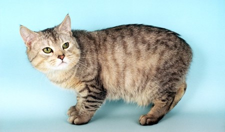 10. Mèo Manx. Mèo đuôi cộc Manx có chiếc đuôi cộc với 4 loại kết cấu đuôi, chiếc đuôi của chúng có thể chỉ là một mẩu sụn hoặc vài đốt xương sống nhú ra. Nguồn: oddies