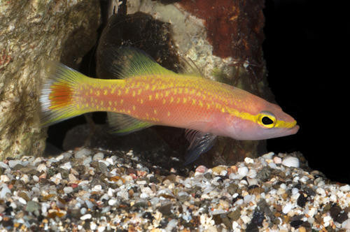 Cá Golden Basslet. Cá Golden Basslet là loài cá thuộc họ cá mú, có giá 8.000 UDDS. Loài cá này rất khó đánh bắt và cơ thể nó có màu màng vô vùng đặc biệt. Điều này lý giải vì sao cá Golden Basslet lại có giá chát chúa đến như vậy.