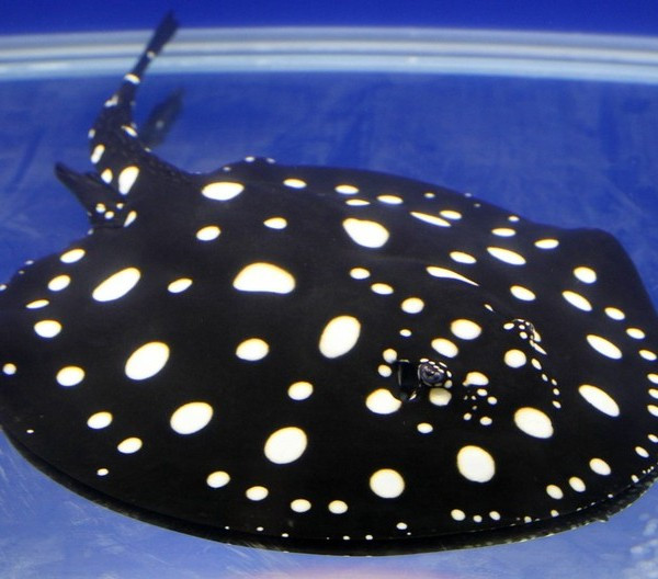 Cá đuối nước ngọt Polka Dot. Cá đuối nước ngọt Polka Dot được bán với giá 100.000 USD/con. Loài cá này nổi bật với những chấm nhỏ trên cơ thể trông rất lạ mắt. Với cái đầu đặc biệt có hình chữ U thay vì hình tròn, cá đuối nước ngọt Polka Dot rất khỏ để tồn tại trong tự nhiên.