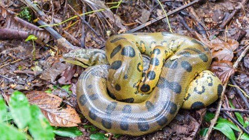Trăn khổng lồ Anaconda. Trăn khổng lồ Anaconda sống ở lưu vực sông Amazon, Nam Mỹ, là một trong số ít những loài bò sát hình rắn đẻ con chứ không đẻ trứng. Chúng có thể dài tới 9 m và nặng 250 kg. Các nhà khoa học từng ghi nhận, trăn cái Anaconda đẻ một lứa 40 con.