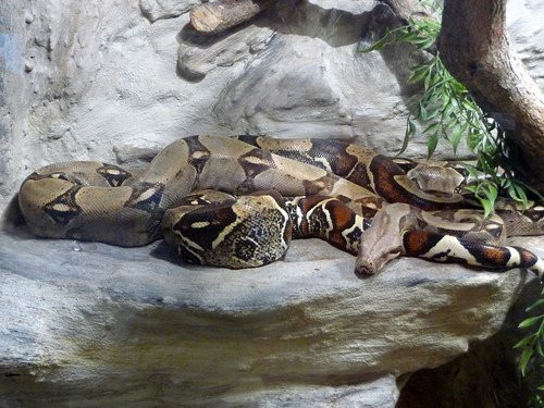 Trăn Boa constrictor. Trăn Boa constrictor là điển hình cho các loài trăn đẻ con. Nó nuôi con non của mình thông qua nhau thai cũng như túi noãn hoàng, và điều này là rất bất thường ở các loài bò sát.