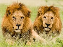 Một con sư tử nặng nhất có tên là “Simba” được nuôi ở sở thú Colchester ở nước Anh, có cân nặng 374.6kg. Nguồn: Soft Schools