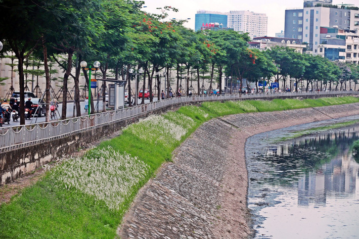 Những ngày tháng 5, tháng 6, dọc bờ sông Tô Lịch (đoạn từ ngã tư Nguyễn Khánh Toàn - Đào Tấn đến đầu đường Hoàng Quốc Việt, Hà Nội) những bụi hoa cỏ lau trắng muốt đang bung nở.