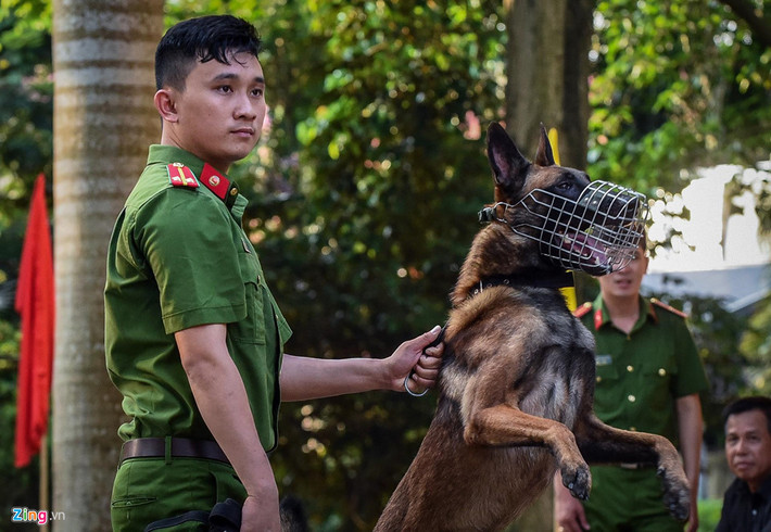 Trước khi bắt đầu phần thi tấn công, bắt khám xét "đối tượng" dùng vũ khí cố thủ trên nhà cao tầng, các chú cảnh khuyển được huấn luyện, động viên hoặc dùng những khẩu lệnh mạnh để tăng sự hung dữ.