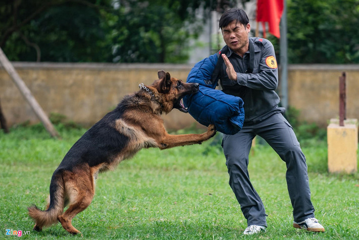 Giống chó becgie Đức là giống phổ biến nhất, được các lực lượng vũ trang tin tưởng sử dụng bởi tính kỷ luật cao, đặc biệt là khả năng tập trung của hệ thần kinh. Chó becgie Đức còn được đánh giá là một trong những loài có khả năng tấn công rất ấn tượng.