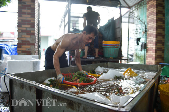 Đá nhỏ được đưa vào bể ngâm vải. Quả vải bình thường sẽ bị thâm đen chỉ một ngày sau khi được hái, nhưng có thể giữ tươi ngon tới vài ngày nếu được ướp lạnh cẩn thận. Đây cũng là lý do Lục Ngạn trờ thành nơi tiêu thụ đá lạnh lớn như vậy bởi mỗi năm địa phương thu hoạch trung bình khoảng 80 nghìn tấn vải, cung cấp cho nhiều thị trường trong và ngoài nước.