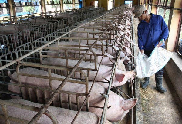 Chiều 11/6, Sở Nông nghiệp và phát triển nông thôn TP.HCM chính thức công bố ổ dịch tả lợn châu Phi đầu tiên trên địa bàn. Đây là địa phương mới nhất hứng chịu lây lan của dịch.