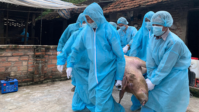 Thông tin từ Cục Thú y - Bộ NN&PTNT cho biết, tính đến 3/6/2019, dịch tả lợn Châu Phi đã lan ra 52 tỉnh thành trên khắp cả nước. Đã có hơn 2,2 triệu con lợn bắt buộc phải tiêu hủy, tổng trọng lượng gần 130.000 tấn; thiệt hại ước tính khoảng 3.600 tỷ đồng, bao gồm chi phí hỗ trợ lợn tiêu hủy, mua hóa chất sát trùng...