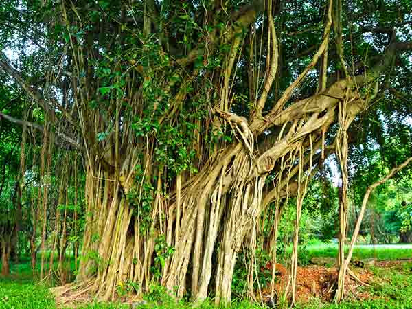 Vỏ cây đa. Nguyên liệu này rất hữu ích trong việc điều trị viêm nhiễm âm đạo vì nó có tính sát trùng. Đun sôi vỏ cây đa với 1 bát nước. Lọc lấy nước, để âm ấm và dùng để rửa vùng kín 3 lần/ngày. Nguyên liệu này có thể giữ âm đạo khô thoáng, khỏe mạnh và sạch sẽ.