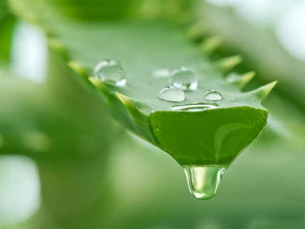 Nha đam. Phương thuốc mạnh này được sử dụng trong điều trị thương tổn ngoài da như bị cháy nắng, côn trùng cắn, phát ban, và bỏng nhẹ, nhờ thuộc tính làm mát và dịu nhẹ của nó. Lô hội cũng có tính kháng viêm góp phần vào côn dụng chữa viêm âm đạo.