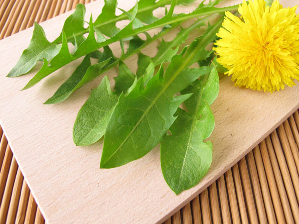 Bồ công anh. Thảo dược này giúp làm giảm việc sản xuất hormone dư thừa gây ra sự hình thành của u nang buồng trứng. Cây bồ bông anh giúp làm chậm sự phát triển của u nang. Bồ công anh cũng giúp làm giảm đau vùng xương chậu và giảm viêm do u nang buồng trứng. Để điều trị u nang buồng trứng, bạn có thể đun sôi lá bồ công anh và uống 3 lần/ngày sẽ cho hiệu quả cao.