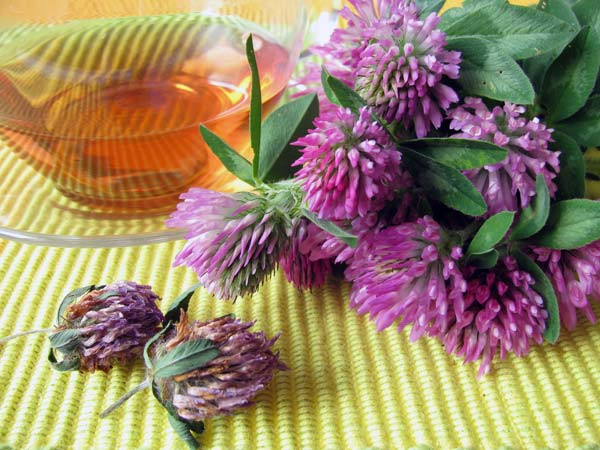 Cỏ ba lá đỏ. Thảo dược này rất giàu vitamin C, kali, magne và calci. Cỏ ba lá đỏ giúp cải thiện khả năng sinh sản ở nữ giới. Bạn cũng có thể sử dụng nó để điều trị u nang buồng trứng và duy trì chu kỳ kinh nguyệt bình thường.