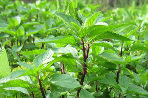 Húng quế giúp điều trị mụn từ bên trong. Húng quế có rất nhiều tác dụng có lợi cho cơ thể. Nó không chỉ giúp bạn trị mụn tận gốc mà nó còn có tác dụng ngăn chặn sự tấn công của vi khuẩn cũng như ngăn chặn sự hình thành mầm mống của viêm nhiễm, sưng tấy trên da của bạn. Chính vì thế bạn nên thường xuyên sử dụng húng quế hơn để có được một sức khỏe tốt nhất. Bạn có thể dùng chúng đề ăn kèm với salad hoặc các loại nước ép rất tốt cho sức khỏe.