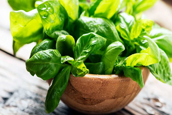 Húng quế. Các loại thảo mộc hàng ngày không bao giờ nên bảo quản trong tủ lạnh. Húng quế bỏ tủ lạnh sẽ nhanh héo hơn. Bạn chỉ cần để chúng trên kệ bếp để có độ tươi tối đa. (Ảnh: Medicalnewstoday)
