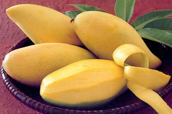 Trong các loại quả thì xoài chứa hầu hết các loại vitamin như A, C, E và K cũng như nhiều chất dinh dưỡng khác như chất xơ, magiê và kali. Chính vì vậy, xoài là một loại quả tuyệt vời để đưa vào chế độ ăn của bé. Nếu bé đã biết cầm thức ăn, các mẹ có thể cắt xoài chín, tươi ra thành những miếng nhỏ cho bé.