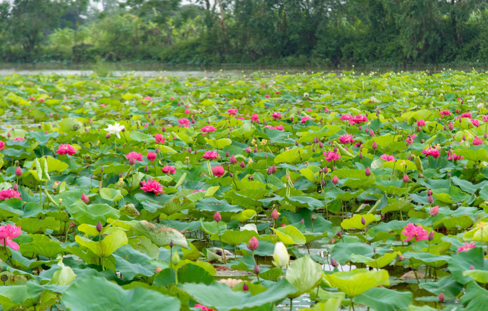 Hà Nội đã bước vào những ngày nắng nóng đầu hè. Đây cũng là lúc bắt đầu mùa sen. Gần đây, tại huyện Thanh Oai (cách trung tâm Hà Nội khoảng 20km) đã xuất hiện 2 loại sen đặc biệt, hiếm có là sen đỏ huyết và sen vàng.