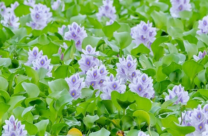 Không chỉ đẹp, lục bình còn có nhiều công dụng khác như làm thức ăn gia súc, làm thuốc, là nguyên liệu để sản xuất hàng thủ công mỹ nghệ, được xem là "khám phá mới của thế kỷ 21".