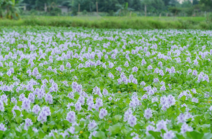 Cứ 6-8 bông hoa cùng nở bung trên một đài hoa. Cả ngàn, vạn bông hoa đua nhau nở khiến khung trời tím biếc màu hoa lục bình.