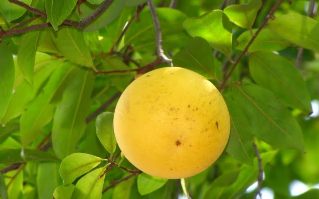 Quả thị còn có tác dụng bổ sung vitamin C và đường cho cơ thể. Ảnh blogspot.
