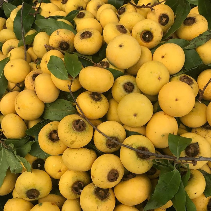Quả thị là loại quả có màu vàng tươi, mọng nước và đặc biệt có mùi thơm rất đặc trưng. Ảnh tsttourist.
