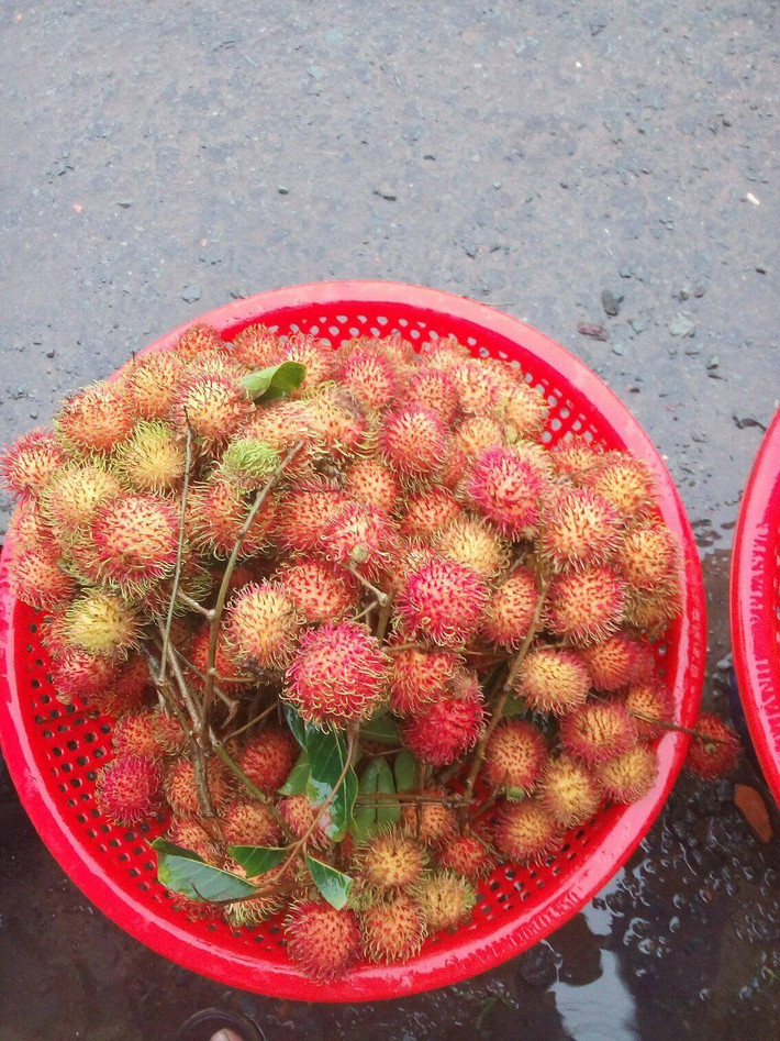 Hàm lượng lớn canxi và photpho có trong quả chôm chôm cũng giúp loại quả này đứng trong nhóm những loại quả có khả năng tăng cường sức khỏe cho xương. Ảnh traicaysach71.