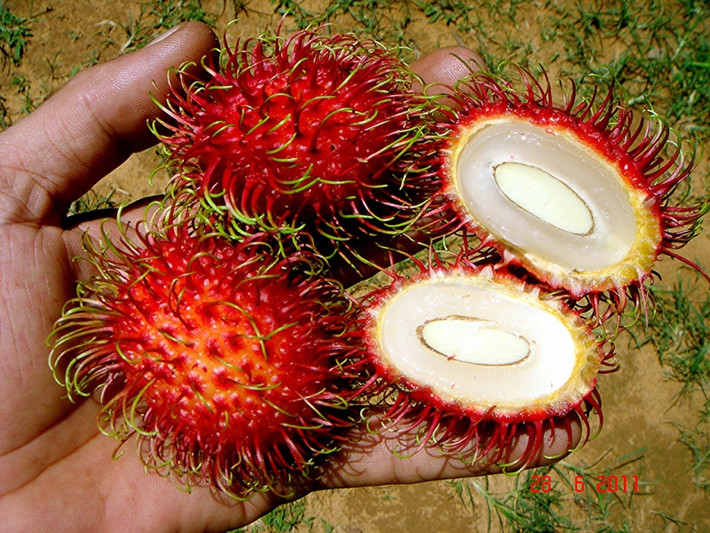 Một trong những lợi ích của chôm chôm đối với sức khỏe chính là khả năng thải độc thận do chứa hàm lượng phốt pho dồi dào. Ảnh hstatic.