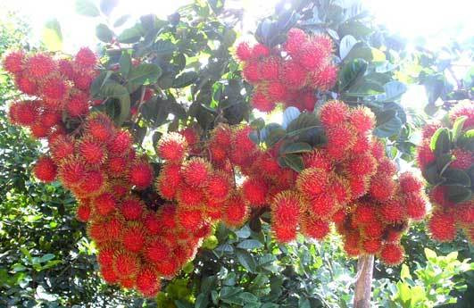 Đặc biệt, vitamin C có trong quả chôm chôm rất quan trọng cho sự phát triển của tinh trùng, cả về chất lượng và số lượng. Ảnh danviet.