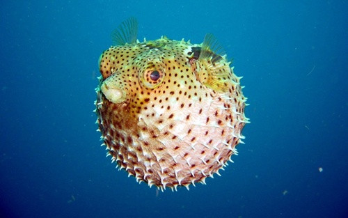 Cá fugu (cá nóc). Là loại cá không xương sống độc nhất trên thế giới. Thịt của nó được dùng trong các món ăn Nhật Bản và Hàn Quốc. Các đầu bếp giỏi tại nhật phải ít nhất luyện 3 năm mới chinh phục được nó. Khi không được làm kỹ lưỡng, chỉ vài miligram nọc còn lại cũng đủ làm tê liệt các cơ bắp của bạn dẫn đến nghẹt thở và tử vong. Hiện vẫn chưa có thuốc giải độc. Vì vậy cá nóc bị cấm tiệt ở Châu Âu.