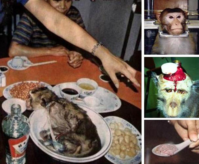 Từ xa xưa, người Trung Quốc tin rằng óc khỉ tươi là món “thập toàn đại bổ” và thậm chí đến tận bây giờ, họ vẫn tin rằng đây là món cực kỳ bổ dưỡng. Ảnh: 24h.
