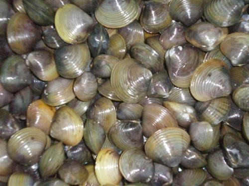 Lý do là vì những loại thủy sản này sống ở tầng đáy có nhiều lớp bùn đọng nên dễ “ngấm” kim loại nặng. Ảnh: media.