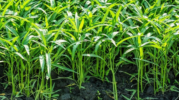 Rau muống là một trong những loại thực phẩm có nguy cơ nhiễm độc chì cao do thường bị phun nhiều thuốc kích thích, thuốc trừ sâu trong quá trình trồng. Ảnh: nhanongxanh.