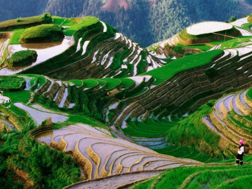Ruộng bậc thang Longsheng, Trung Quốc. Từ thành phố Quế Lâm, bạn sẽ mất khoảng hai tiếng đi xe để đến ruộng bậc thang Longsheng. Những thửa ruộng đẹp mắt, không khí trong lành chắc chắn sẽ mang lại những phút giây thư giãn cho bạn.