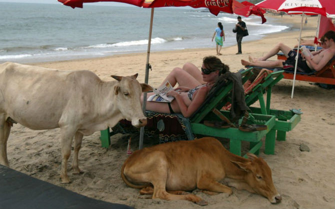 Cow Beach ở Goa, Ấn Độ là một trong những bãi biển kỳ lạ nhất hành tinh. Du khách ở đây sẽ thấy những chú con bò dong chơi trên bãi biển.