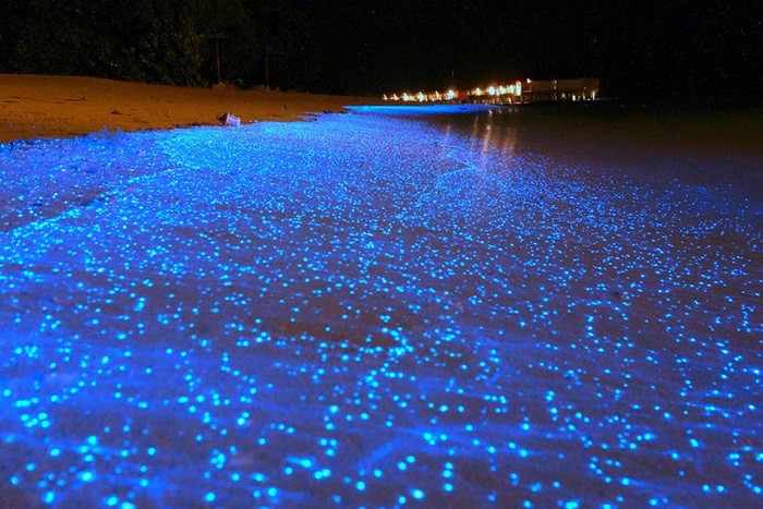 Bãi biển tại Maldives phát sáng rực rỡ vào ban đêm do một loài sinh vật phù du phát quang sinh học vi mô.