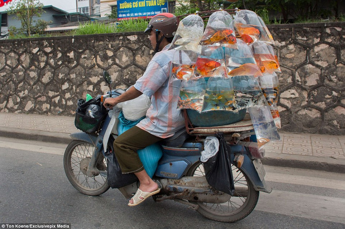 Một người dân Việt Nam chở những túi cá cảnh trên xe máy để mang đi bán.